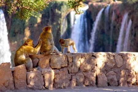 The Majestic Ouzoud Waterfalls: A Day Trip from Marrakech